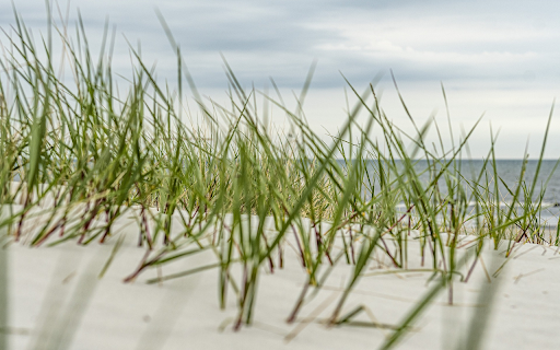Green grass on white sand  from Chrome web store to be run with OffiDocs Chromium online