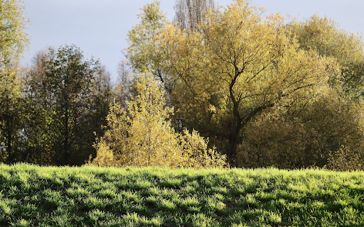 Green grove  from Chrome web store to be run with OffiDocs Chromium online