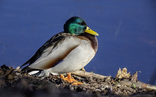 Green headed duck  from Chrome web store to be run with OffiDocs Chromium online
