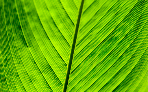 Green Leaf Detail  from Chrome web store to be run with OffiDocs Chromium online