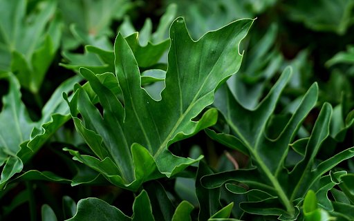 Green leaf ornamental plant  from Chrome web store to be run with OffiDocs Chromium online