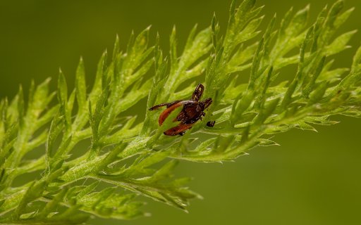 Green leaf tops and brown beetles from Chrome web store to be run with OffiDocs Chromium online Green leaf tops and brown beetles from Chrome web store to be run with OffiDocs Chromium online