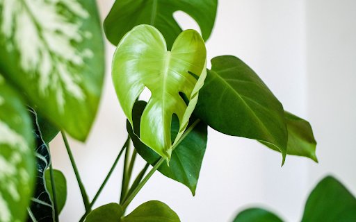 Green leafy tree  from Chrome web store to be run with OffiDocs Chromium online