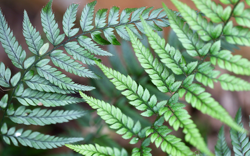 Green Leaves  from Chrome web store to be run with OffiDocs Chromium online