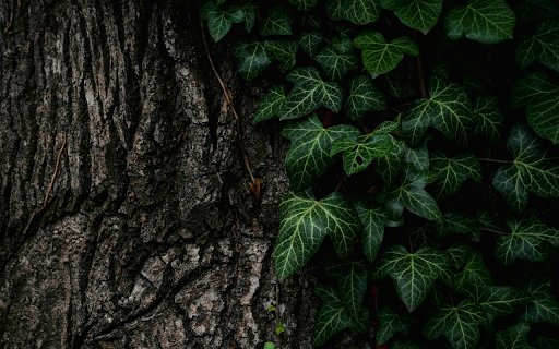 Green leaves at the base of the tree from Chrome web store to be run with OffiDocs Chromium online Green leaves at the base of the tree from Chrome web store to be run with OffiDocs Chromium online