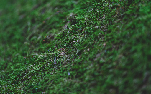 Green moss  from Chrome web store to be run with OffiDocs Chromium online