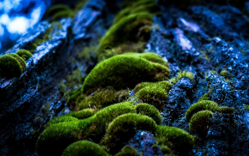 Green moss clings to rocks  from Chrome web store to be run with OffiDocs Chromium online