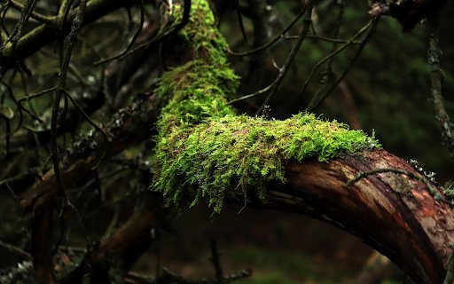 Green moss patch from Chrome web store to be run with OffiDocs Chromium online Green moss patch from Chrome web store to be run with OffiDocs Chromium online