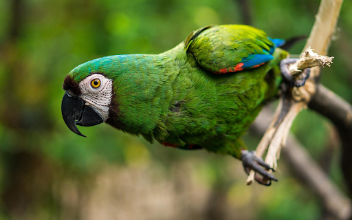Green parrot from Chrome web store to be run with OffiDocs Chromium online Green parrot from Chrome web store to be run with OffiDocs Chromium online