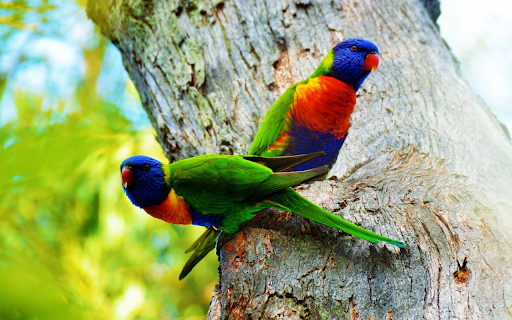 Green Parrots on a Tree  from Chrome web store to be run with OffiDocs Chromium online