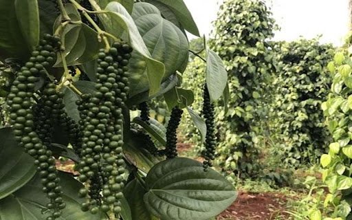 green pepper garden wallpaper from Chrome web store to be run with OffiDocs Chromium online green pepper garden wallpaper from Chrome web store to be run with OffiDocs Chromium online