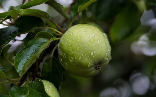 Green persimmon  from Chrome web store to be run with OffiDocs Chromium online