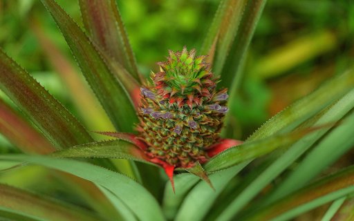 Green Pineapple Tree  from Chrome web store to be run with OffiDocs Chromium online