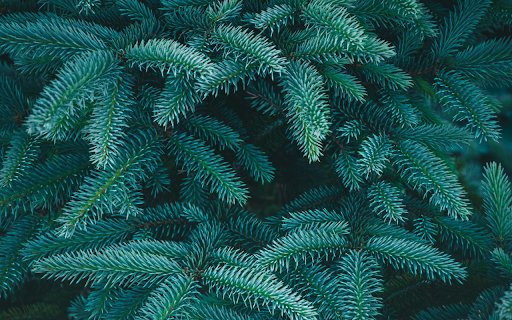 Green pine branches from Chrome web store to be run with OffiDocs Chromium online Green pine branches from Chrome web store to be run with OffiDocs Chromium online