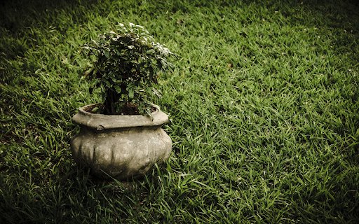 Green potted plants on the grass garden  from Chrome web store to be run with OffiDocs Chromium online