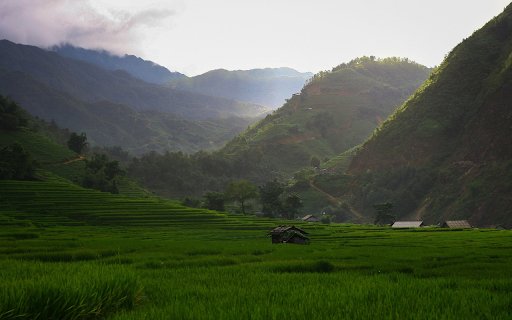 Green rice fields  from Chrome web store to be run with OffiDocs Chromium online