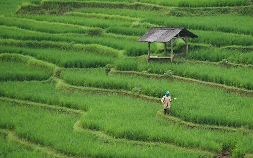 Green Rice Terraces  from Chrome web store to be run with OffiDocs Chromium online