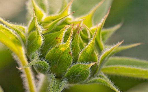 Green sunflower  from Chrome web store to be run with OffiDocs Chromium online