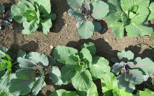 Green vegetables in the sun  from Chrome web store to be run with OffiDocs Chromium online