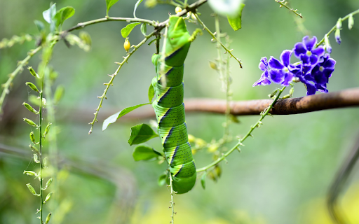 Green worm from Chrome web store to be run with OffiDocs Chromium online Green worm from Chrome web store to be run with OffiDocs Chromium online