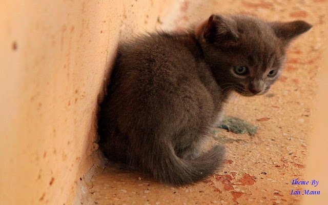 Grey Kitten  from Chrome web store to be run with OffiDocs Chromium online
