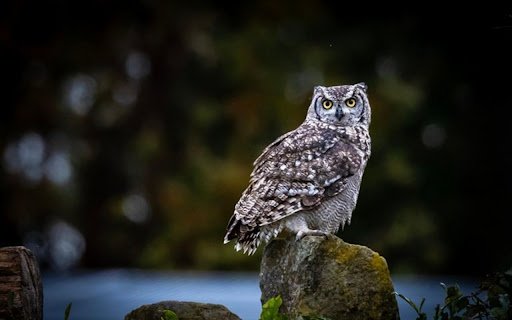 GREY OWL Theme  from Chrome web store to be run with OffiDocs Chromium online