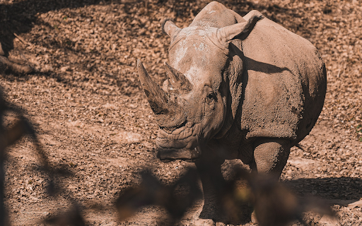 Grey Rhino  from Chrome web store to be run with OffiDocs Chromium online