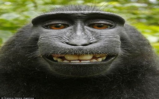 grimace monkey wallpaper  from Chrome web store to be run with OffiDocs Chromium online