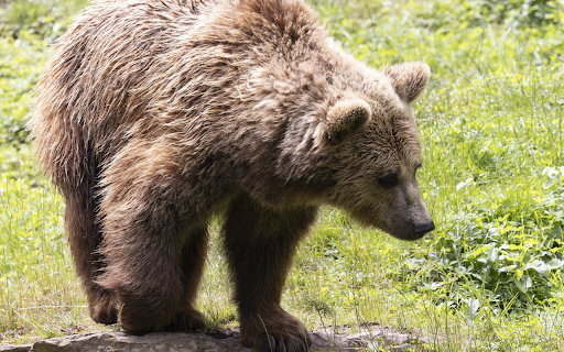 Grizzly bear on the rock  from Chrome web store to be run with OffiDocs Chromium online