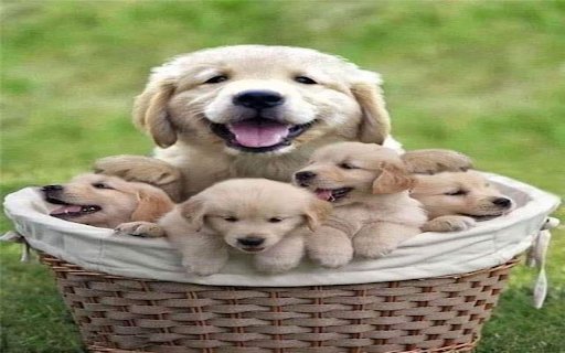 Group of dogs in a rattan basket wallpaper  from Chrome web store to be run with OffiDocs Chromium online