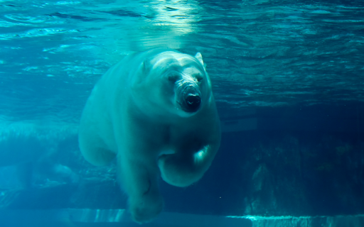 Gấu bắc cực  from Chrome web store to be run with OffiDocs Chromium online