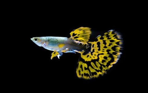 guppy wallpaper  from Chrome web store to be run with OffiDocs Chromium online