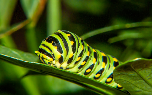 Hairless Caterpillar  from Chrome web store to be run with OffiDocs Chromium online