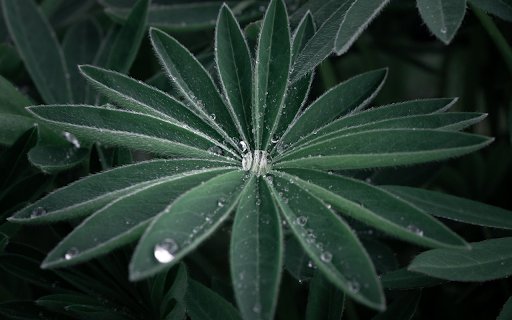 Hairy Leaves  from Chrome web store to be run with OffiDocs Chromium online