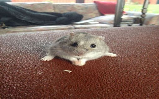 hamster wallpaper  from Chrome web store to be run with OffiDocs Chromium online