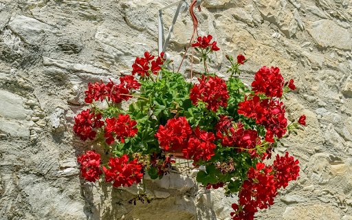 Hanging flower pot  from Chrome web store to be run with OffiDocs Chromium online