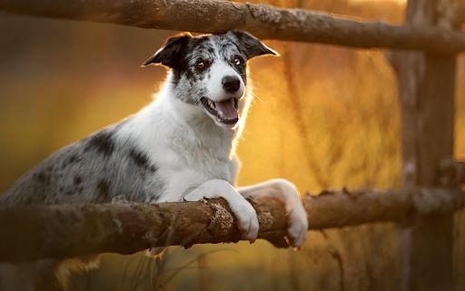 Happy Dog at Sunset  from Chrome web store to be run with OffiDocs Chromium online