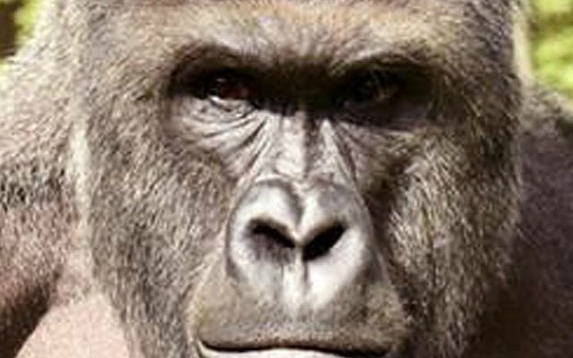 Harambe na tema para sa mga chromebook mula sa Chrome web store na tatakbo sa OffiDocs Chromium online