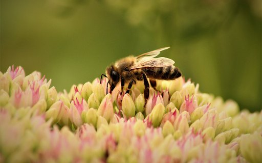 Hardworking Bee  from Chrome web store to be run with OffiDocs Chromium online