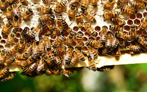 Hardworking worker bees  from Chrome web store to be run with OffiDocs Chromium online