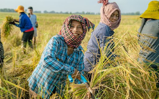 Harvesting rice  from Chrome web store to be run with OffiDocs Chromium online