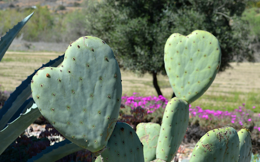 heart cactus  from Chrome web store to be run with OffiDocs Chromium online