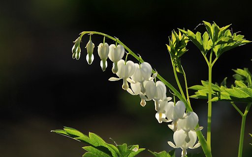 Heart shaped flower branch  from Chrome web store to be run with OffiDocs Chromium online