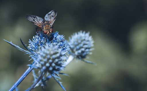 Hedgehog fly insects  from Chrome web store to be run with OffiDocs Chromium online