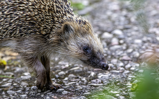 Hedgehog on the rocky road  from Chrome web store to be run with OffiDocs Chromium online