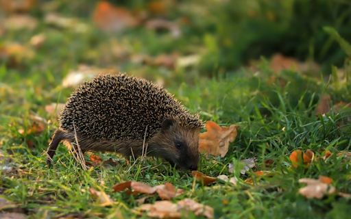 HEDGEHOG Theme  from Chrome web store to be run with OffiDocs Chromium online