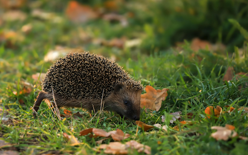 Hedgehog under the tree  from Chrome web store to be run with OffiDocs Chromium online