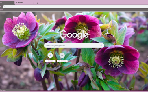 Hellebore  from Chrome web store to be run with OffiDocs Chromium online
