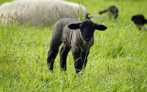 Herd of dark gray sheep in the field  from Chrome web store to be run with OffiDocs Chromium online