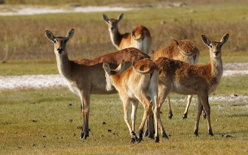 Herd of Deer Looking Away  from Chrome web store to be run with OffiDocs Chromium online